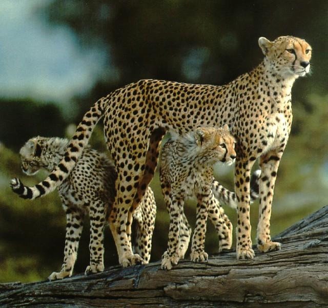 Cheetah Cubs11-Mom and 2young-On Log.jpg
