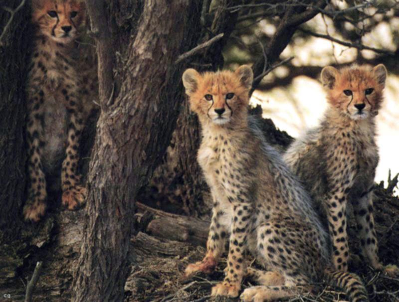 Cheetah Cubs17-3Cubs in forest.jpg