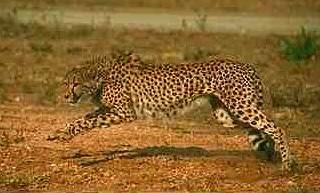 Cheetah-romping on ground.JPG
