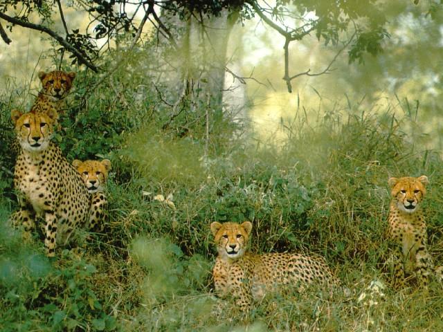 cheetahs10-Line Up-In Forest.jpg