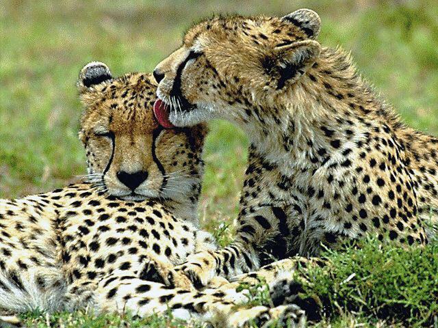 Cheetahs-Couple-Licking Head.jpg
