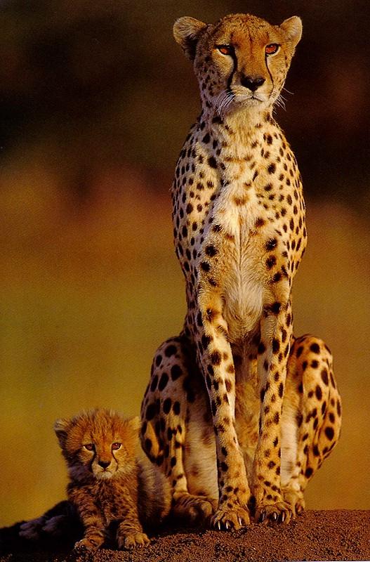 Cheetahs Sitting On Knee-Mom and Cub.jpg