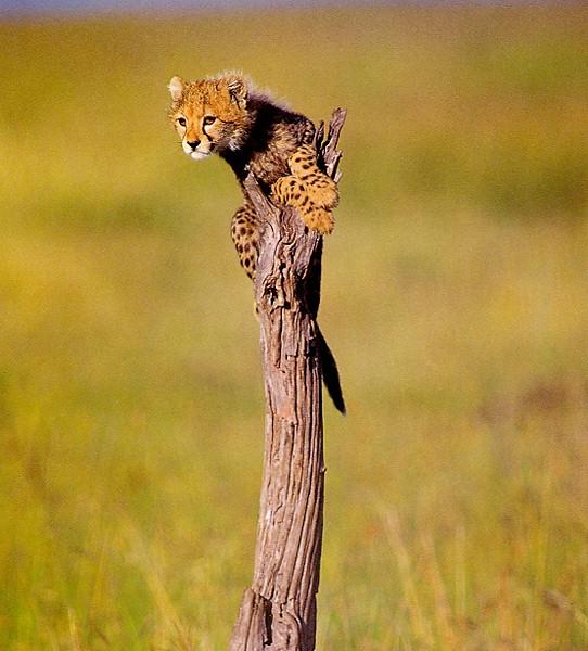 Cute Cheetah Cub On Tree.jpg