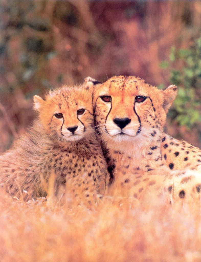 lj Cheetah Family Portrait.jpg
