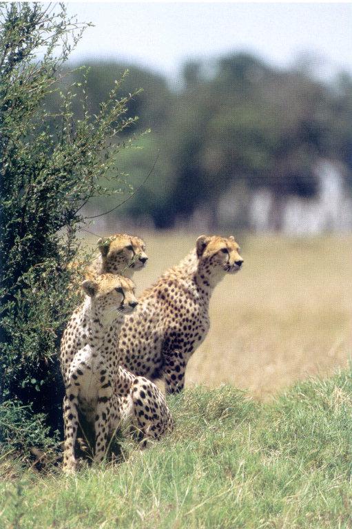 lj Cheetah Safari.jpg