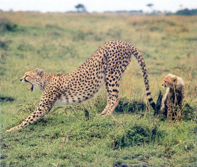 lj Cheetahs On The Plains Of The Masai Mara-Kenya.jpg