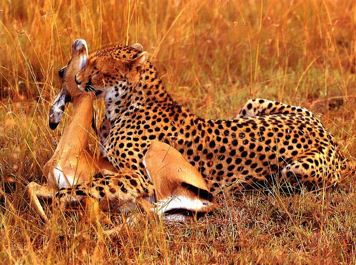 p-wc11-Cheetah-hunted an antelope.jpg