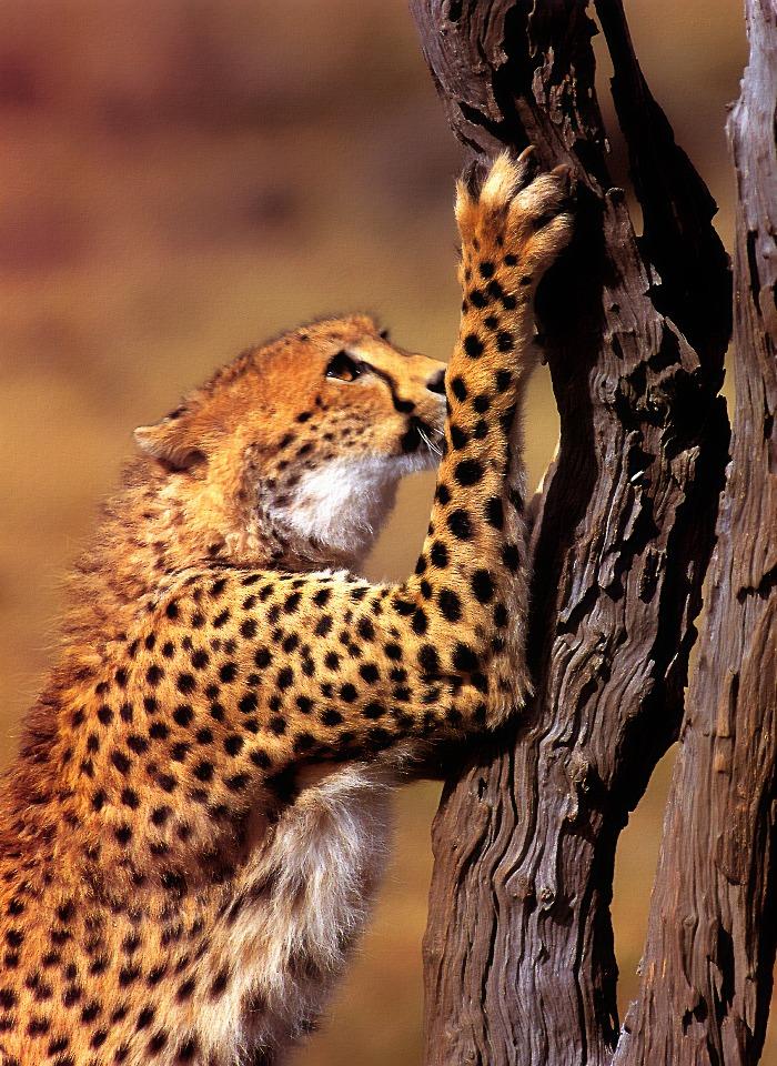 p-wc14-Cheetah-climbing tree-closeup.jpg