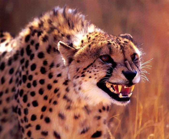 p-wc15-Cheetah-snarling face closeup.jpg