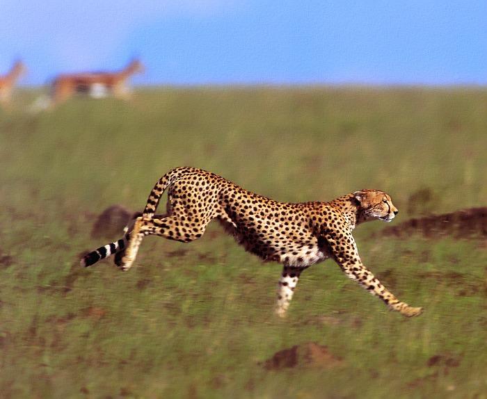 p-wc19-Cheetah-chasing prey.jpg