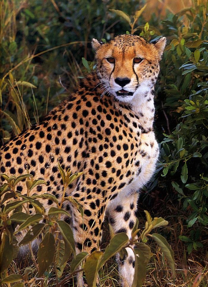 p-wc47-Cheetah-closeup in bush.jpg
