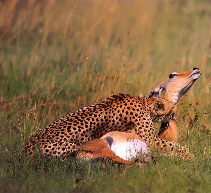 p-wc48-Cheetah-hunted an Antelope.jpg