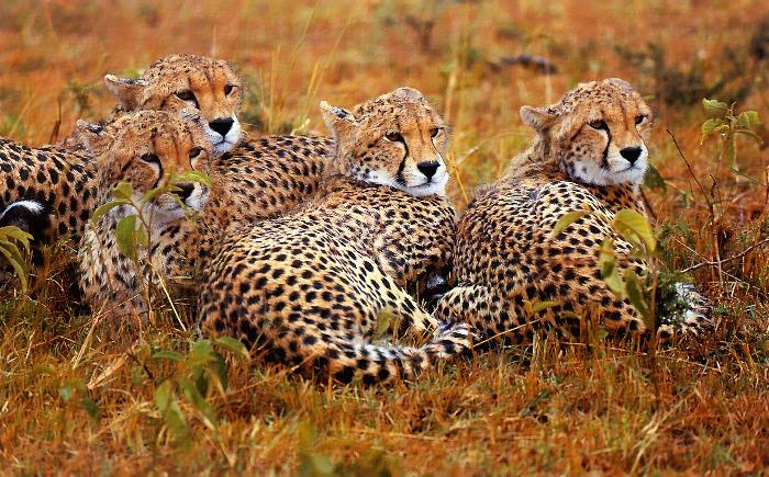 p-wc49-Cheetahs-resting on grass.jpg