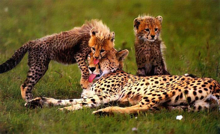 p-wc50-Cheetahs-mom and babies.jpg