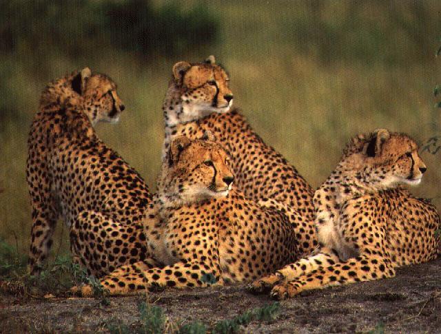 safric44-4 Cheetahs-looks back.jpg