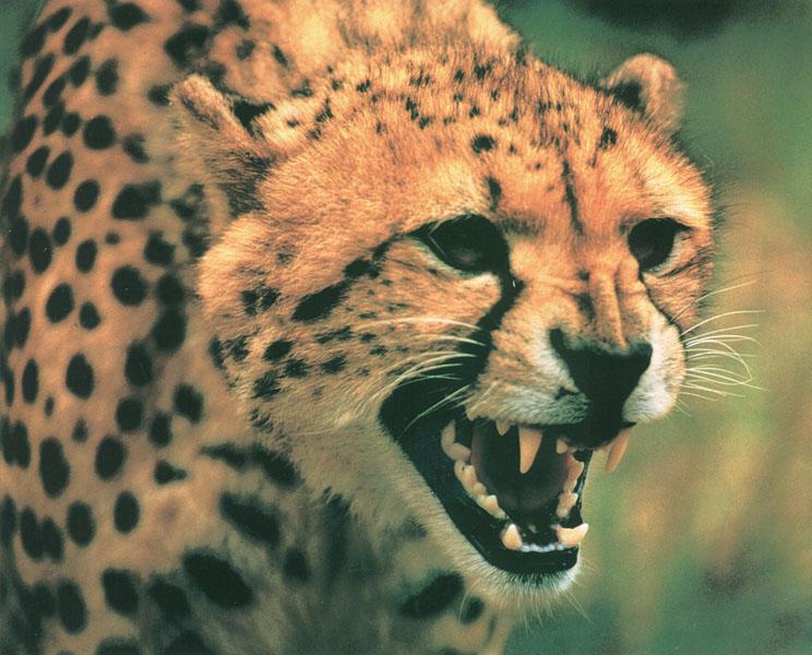 We0698-1 Cheetah snarling face closeup.jpg