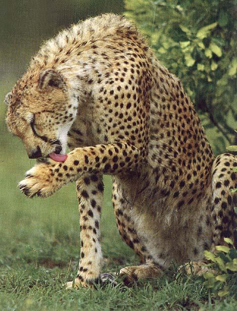 wildcat05-Cheetah.jpg