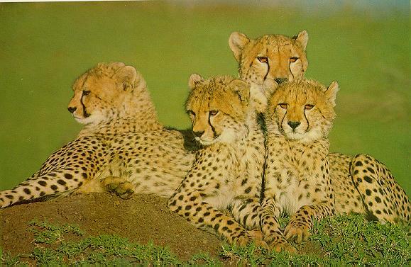 Young Cheetahs.jpg