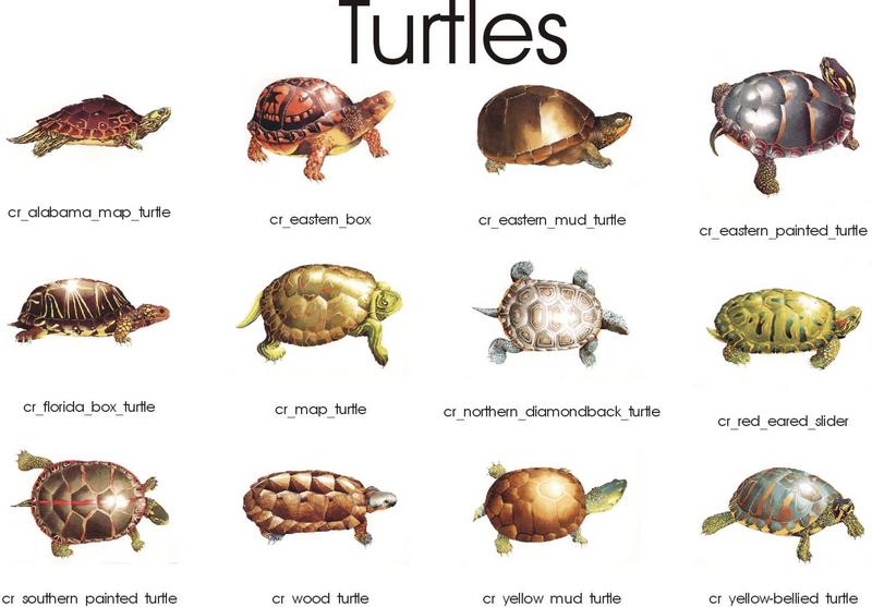 cr turtle index.jpg