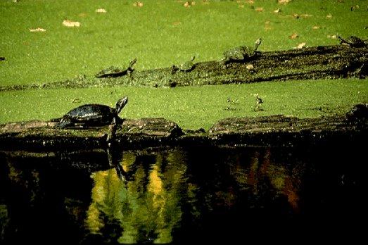 NGS-Western Swamp Turtles-On Grassland.jpg