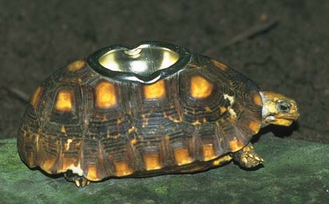 Turtle Shape Ash Tray.jpg