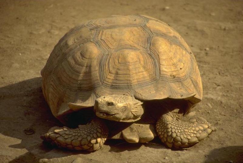 animl082-Tortoise.jpg