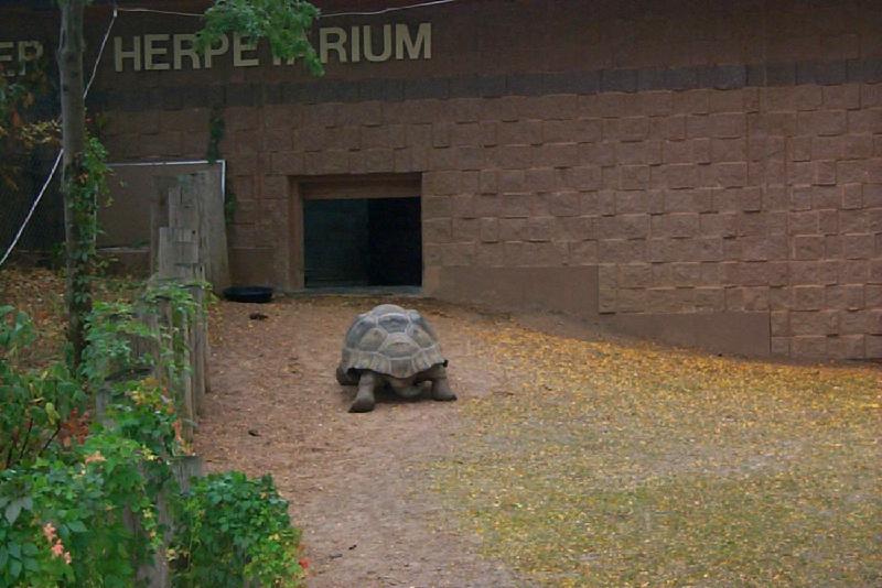 vila11-Tortoise-unidentified-by Joel Williams.jpg