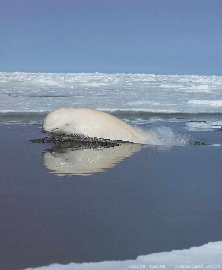BW John Ford-Beluga Whales.jpg