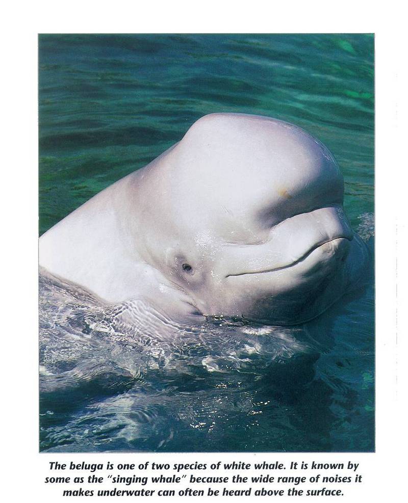 mammal15-Beluga-white whale-closeup.jpg