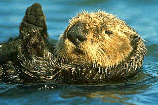 SDZ 0181-Sea Otter-Back Swims.jpg
