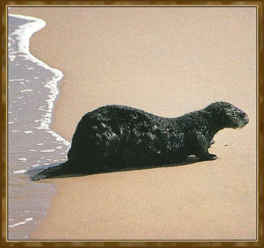 Sea Otter 01-Just Out Of Sea 2 Sand Beach.jpg