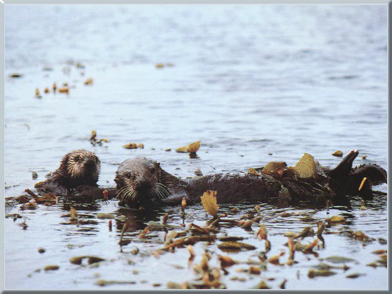 Sea Otter 02.jpg