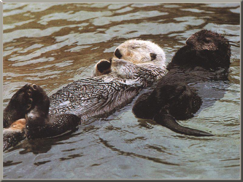 Sea Otter 03.jpg
