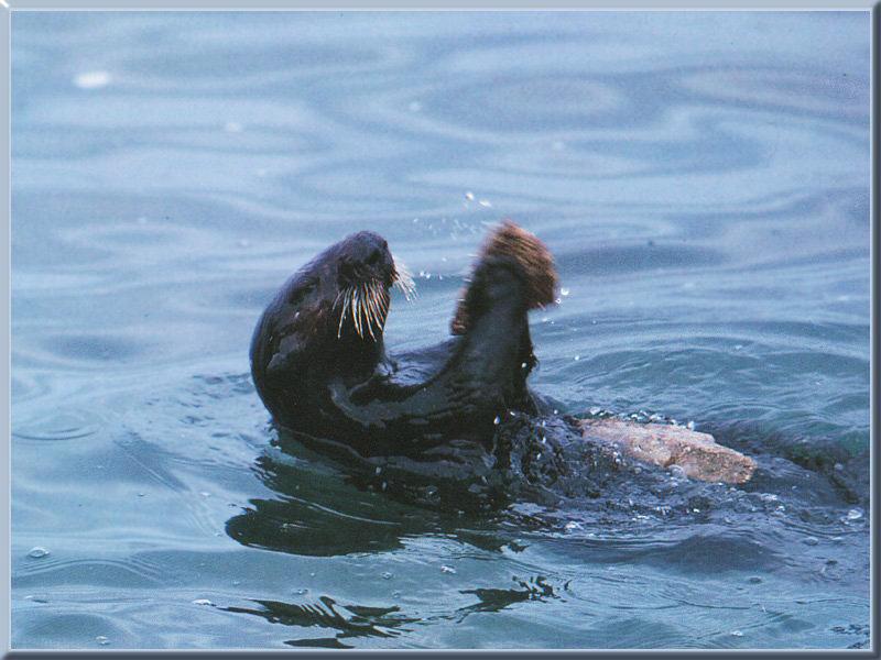 Sea Otter 04.jpg