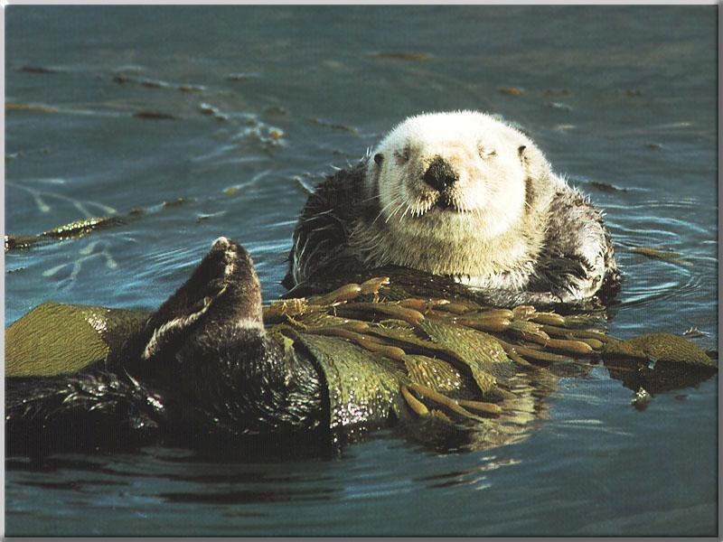 Sea Otter 10-Back Swim with sea weeds.JPG