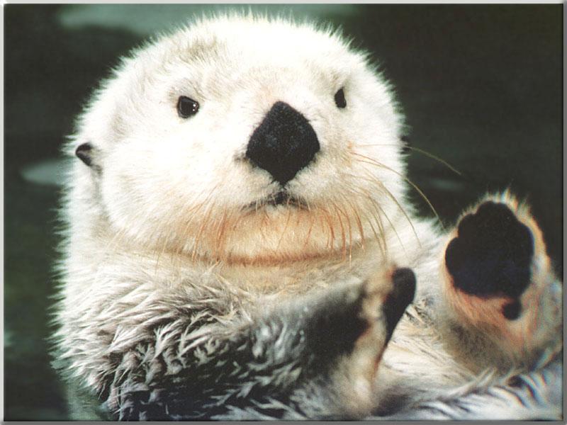 Sea Otter 11-White face closeup.JPG