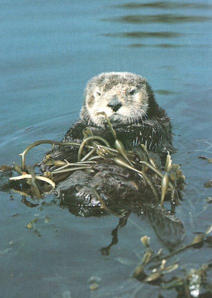 Sea Otter00.jpg