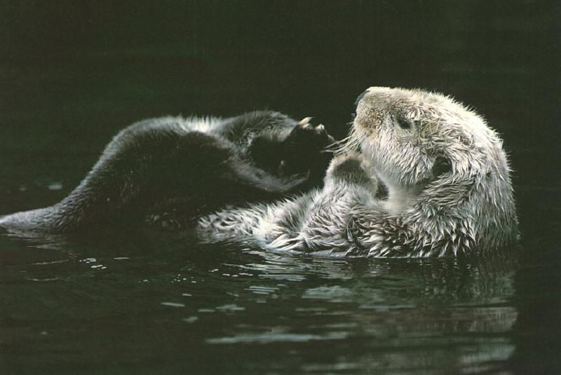 Sea Otter01.jpg
