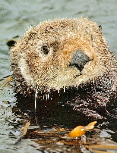 Sea Otter01-Face Closeup.jpg