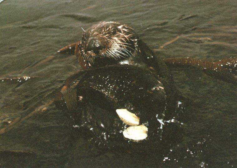 Sea Otter02.jpg