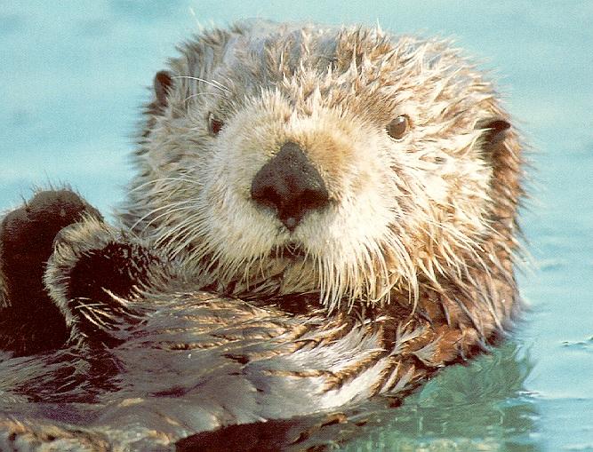 Sea Otter02-Face Closeup.jpg