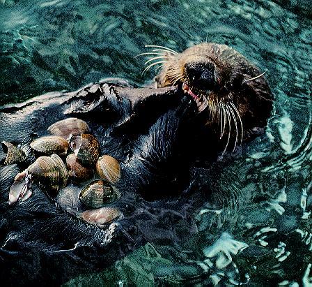 Sea Otter4.jpg