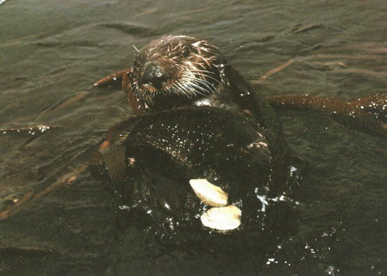 sea Otter-loutre.jpg