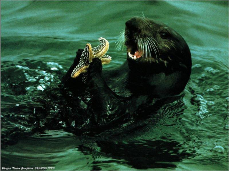 wild-18 Sea Otter with Sea Starfish.jpg
