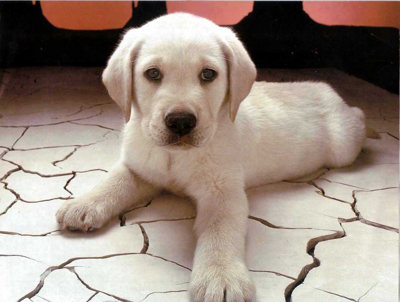 Calend 1-White Dog Puppy.jpg