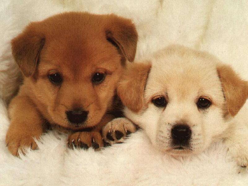 animal21-Dog-2 puppies.jpg