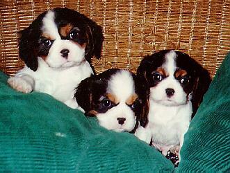 10626-Dog-3 Cute Puppies In Basket.jpg