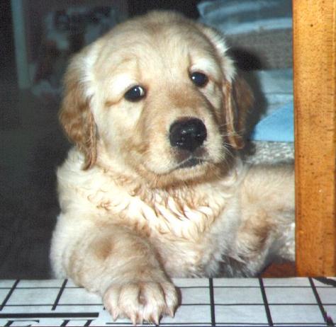 Dog Puppy-Golden Retriever.jpg