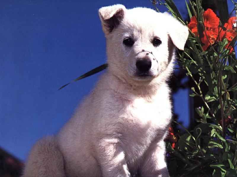 Ds-Chiot 010-Dog puppy-Unidentified Breed.jpg