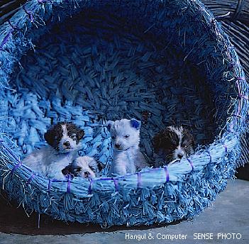 HNC-animal13-4 Puppy Dogs In Rice Straw Basket.jpg